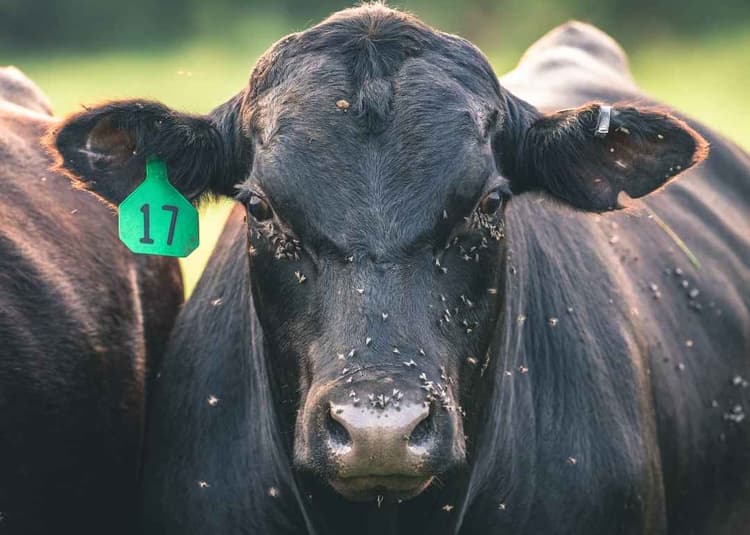 USDA Launches New World Screwworm Grand Challenge to Protect Livestock