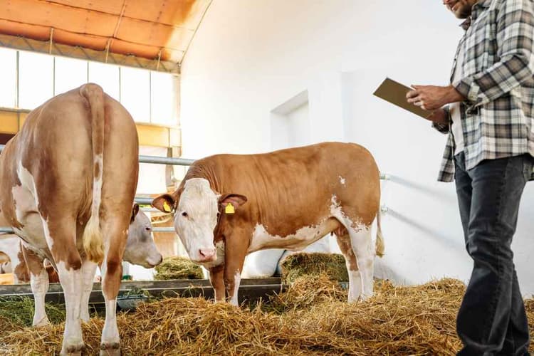 Livestock Tech That Pays
