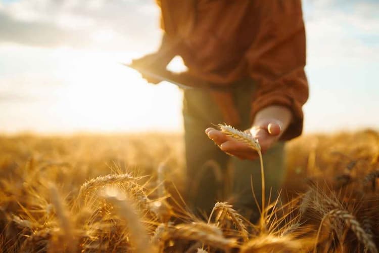 USDA Opens $125M Research Funding for Ag Facilities