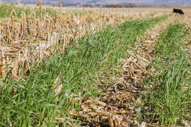 Iowa Cover Crop Enrollment Nears 300,000 Acres