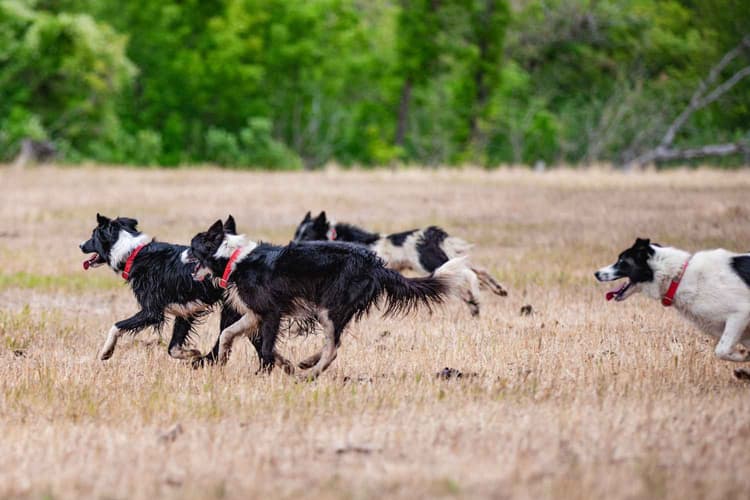 The Vital Role of Farm Dogs