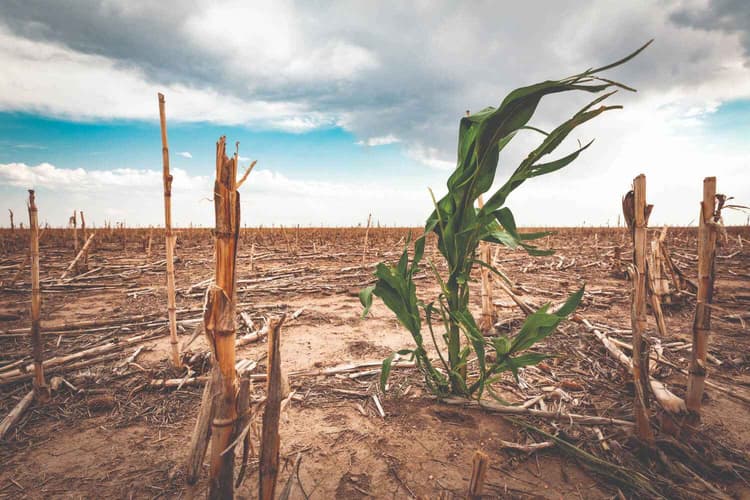 Helping Farmers With Climate Change-Induced Weather Patterns