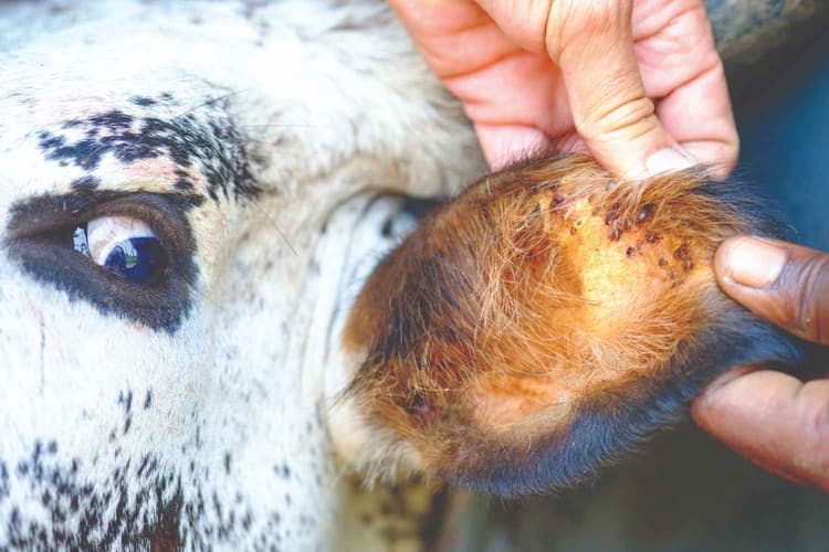 How a Newly Developed Vaccine Provides Tick Protection for Livestock