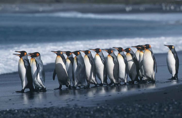 March of the Penguins (Soybeans)