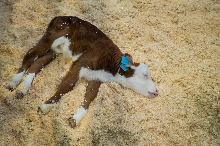 How to Create a Sick Calf Care Plan