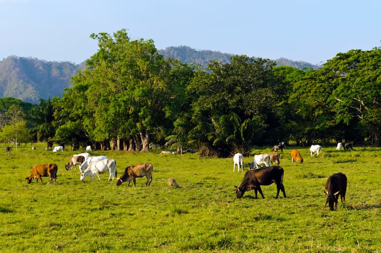 Agriculture's Crucial Role in Preserving Biodiversity