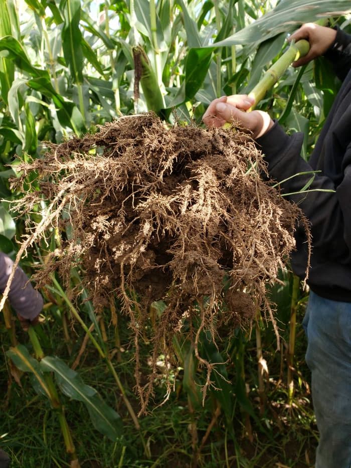 Soybeans sown and liquid inoculated with CurseBuster