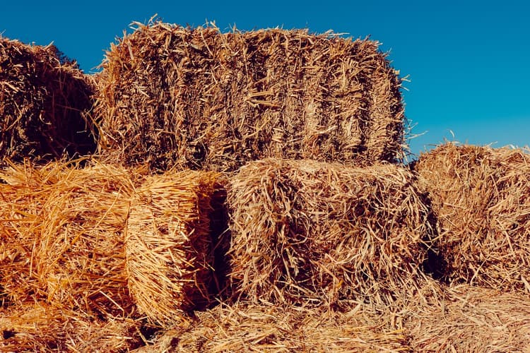 Making hay with soybean in the West