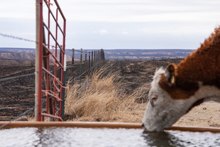 Panhandle Ranchers Hit by Texas Wildfires, but Beef Prices Unaffected