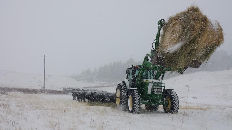 Beef Specialist: Producers Must Address Cold Stress In Herds