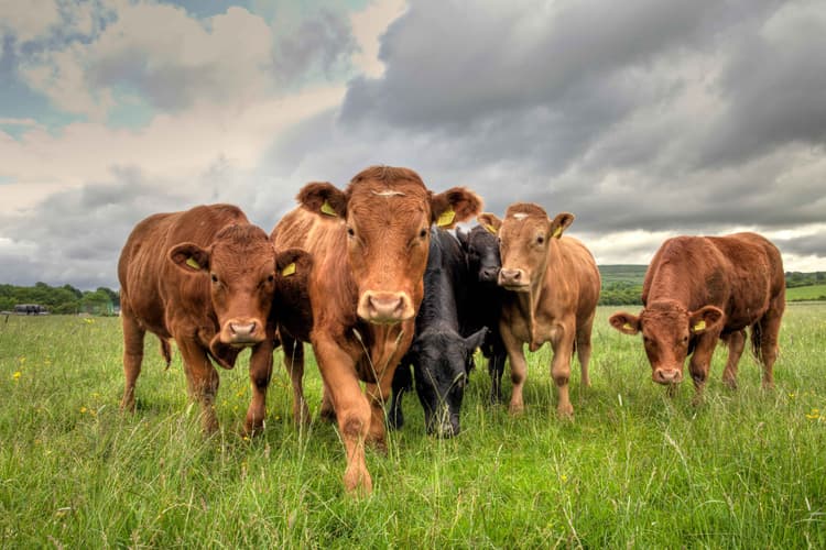 Zoetis Divests Medicated Feed Additive Portfolio to Phibro Animal Health