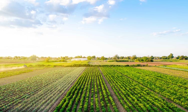 Farmland Values Hold Steady as Credit Conditions Show Signs of Strain