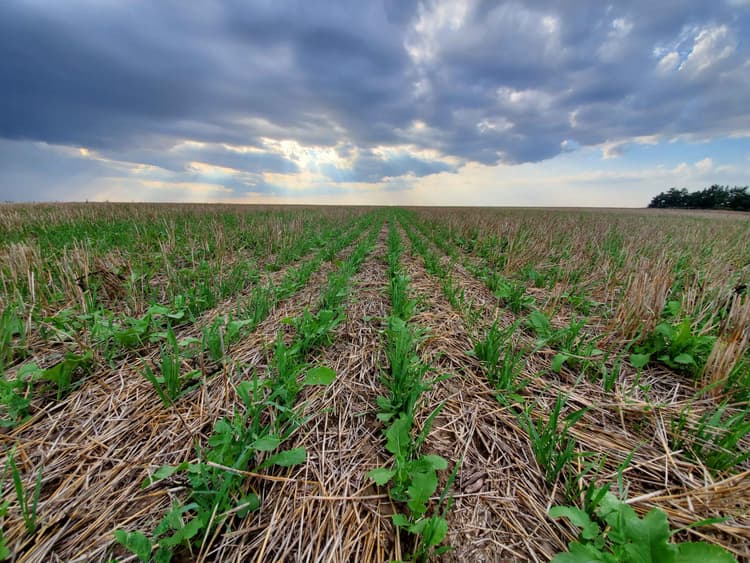 Cover Crops: A Green Solution to Combat Climate Change