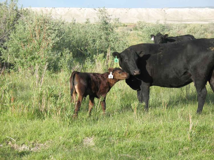 The Role of Livestock in Water Conservation