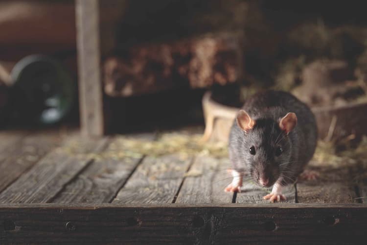 Don't Let Rodents Take Your Tractors for a Ride