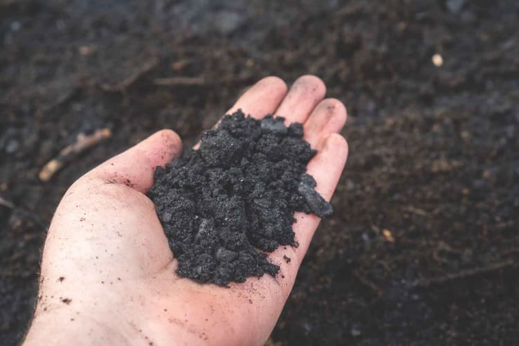 Biochar's Role in Sustainable Farming