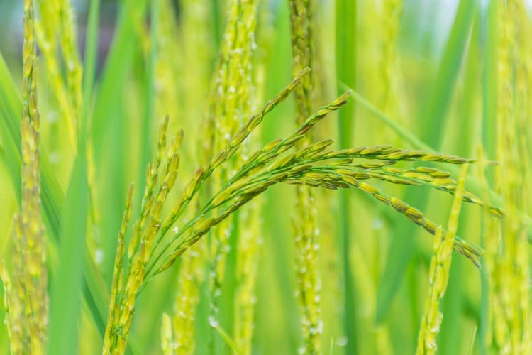 Kumiai and Valent USA Partner to Develop Herbicides for US Rice Producers