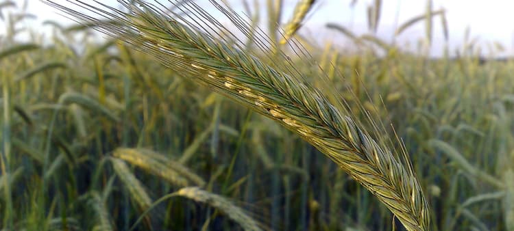 Research Shows Extra Cover Crop Growth Prior to Soybeans Provides Benefits