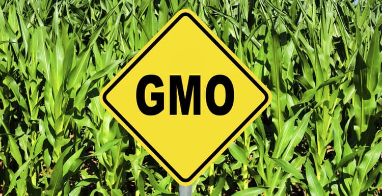 Study: Eliminating GMOs Would Take Toll on Environment, Economies