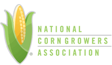 Record Yield, Production Forecasts Lower Prices For U.S. Corn