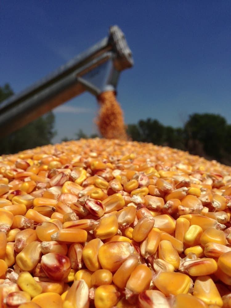 National Corn Growers Association Announces 2014 Yield Contest Winners