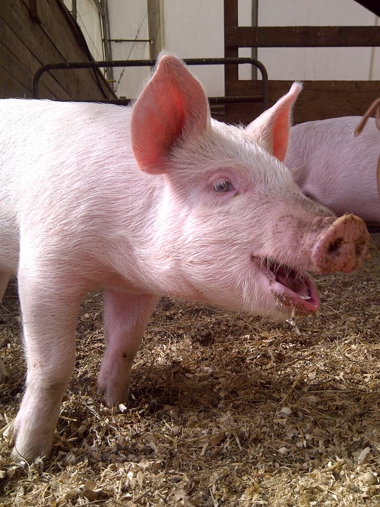 Researchers test organic vs. inorganic microminerals fed to pigs