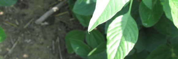 Palmer Amaranth Can Grow Out of Control Quickly