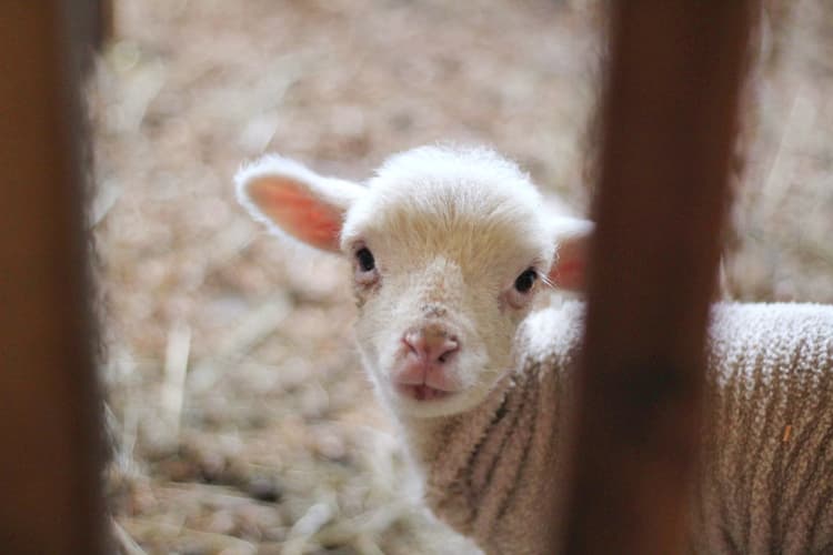 One-in-a-Million: Lamb Quintuplets Beat the Odds