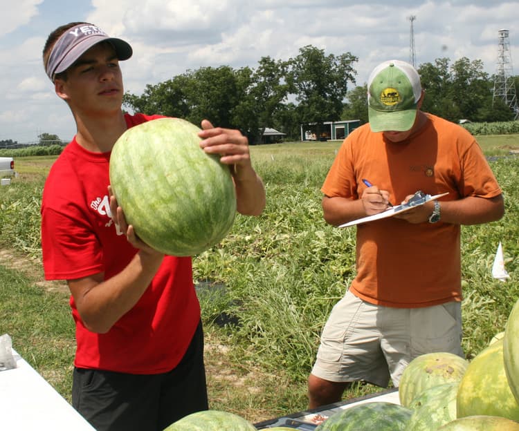 The University of Georgia Vegetable Horticulturist Looking To Enhance States Top Vegetable Crop