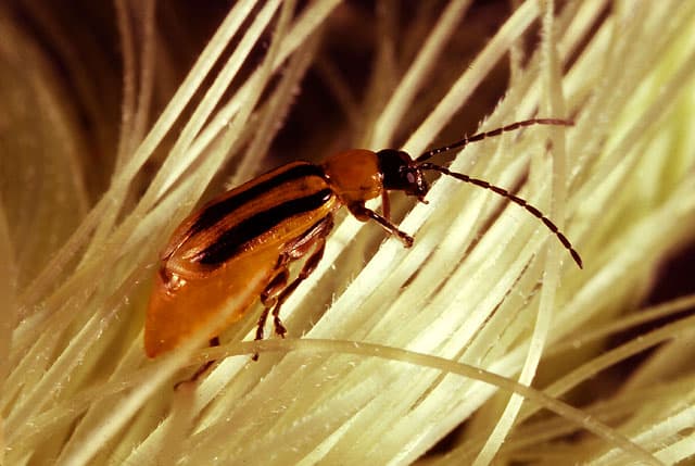 Managing For Rootworm Problems Before Resistance