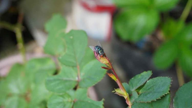 USDA Launches Screwworm.gov to Centralize New World Screwworm Information