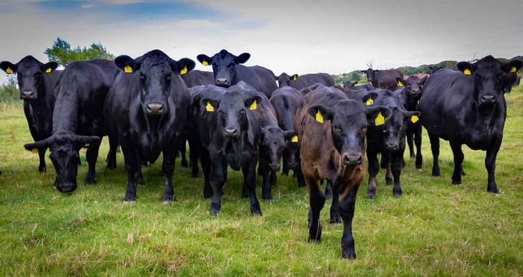 Expanded Beef Imports Raise Concerns for U.S. Cattle Producers