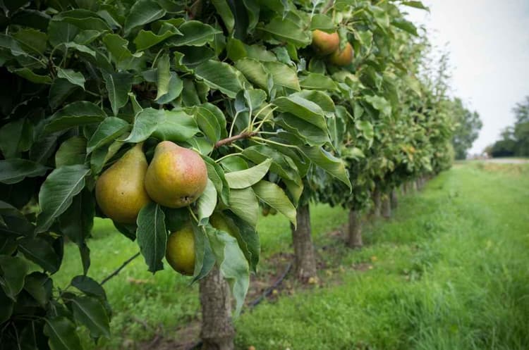 USDA Plans $263M Food Purchase to Support Farmers