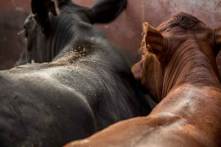 USDA Advances Screwworm Response with Texas Sterile Fly Facility