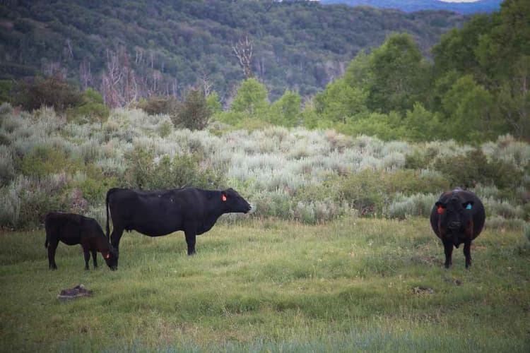 USDA Issues Directive to Expand Grazing Access on National Forest Lands