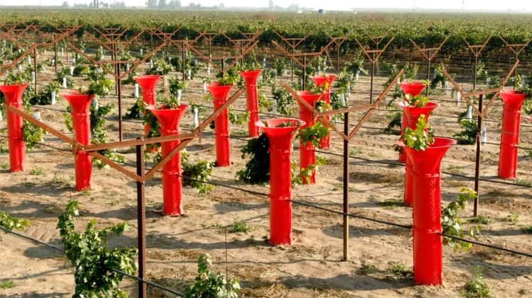 Opti-Harvest Launches ROI Tool for Specialty Crop Growers
