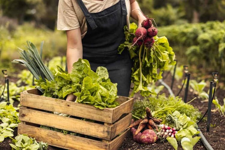 USDA Awards Nearly $20 Million for Farm to School Projects in FY 2026