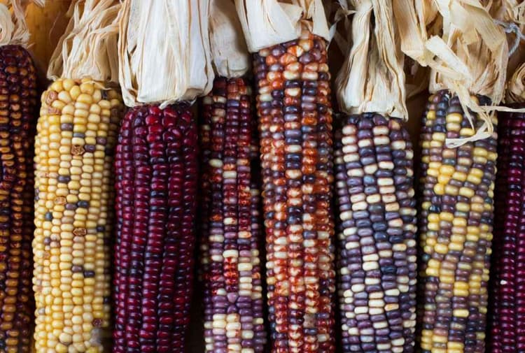 USDA Launches $180 Million Seed Initiative