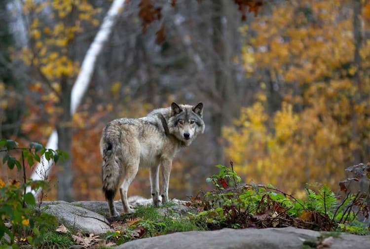 USDA Asks States to Review Wolf Management Policies