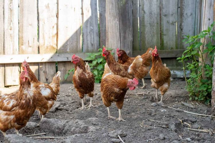 Avian Influenza Detected in Iowa Backyard Flock