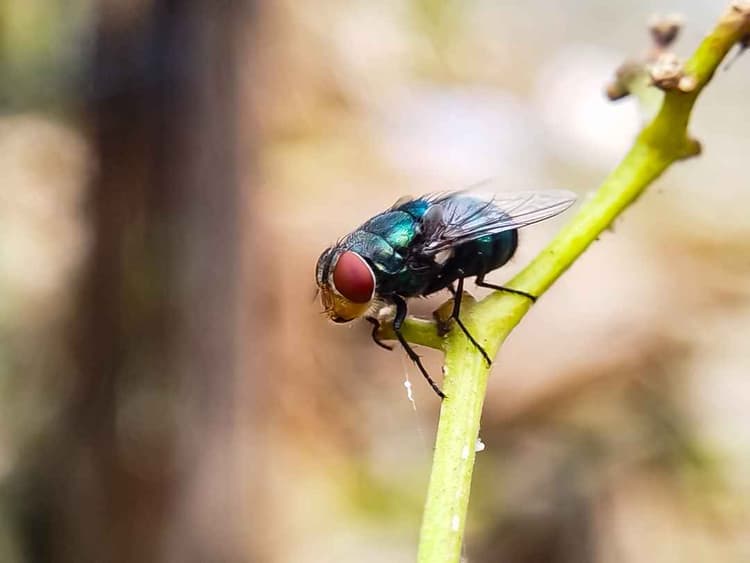 Georgia Updates Animal Entry Rules After Screwworm Detection
