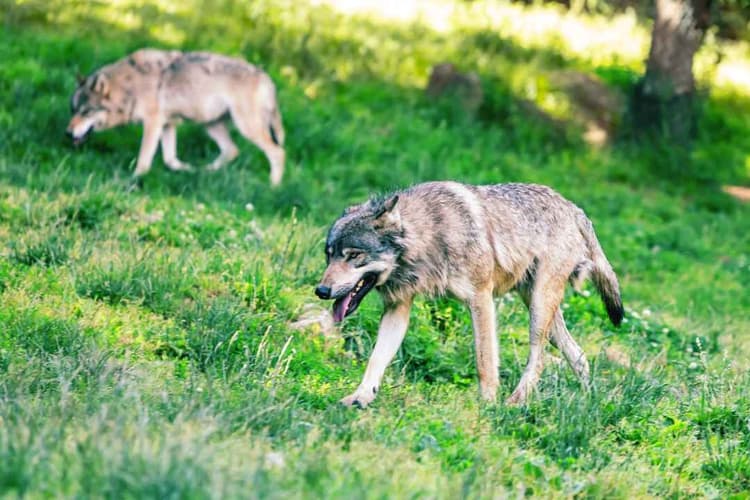 Minnesota Offers $25,000 in Grants to Prevent Wolf Attacks on Livestock