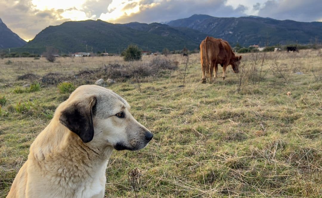 Livestock guardian dog in a field with cows