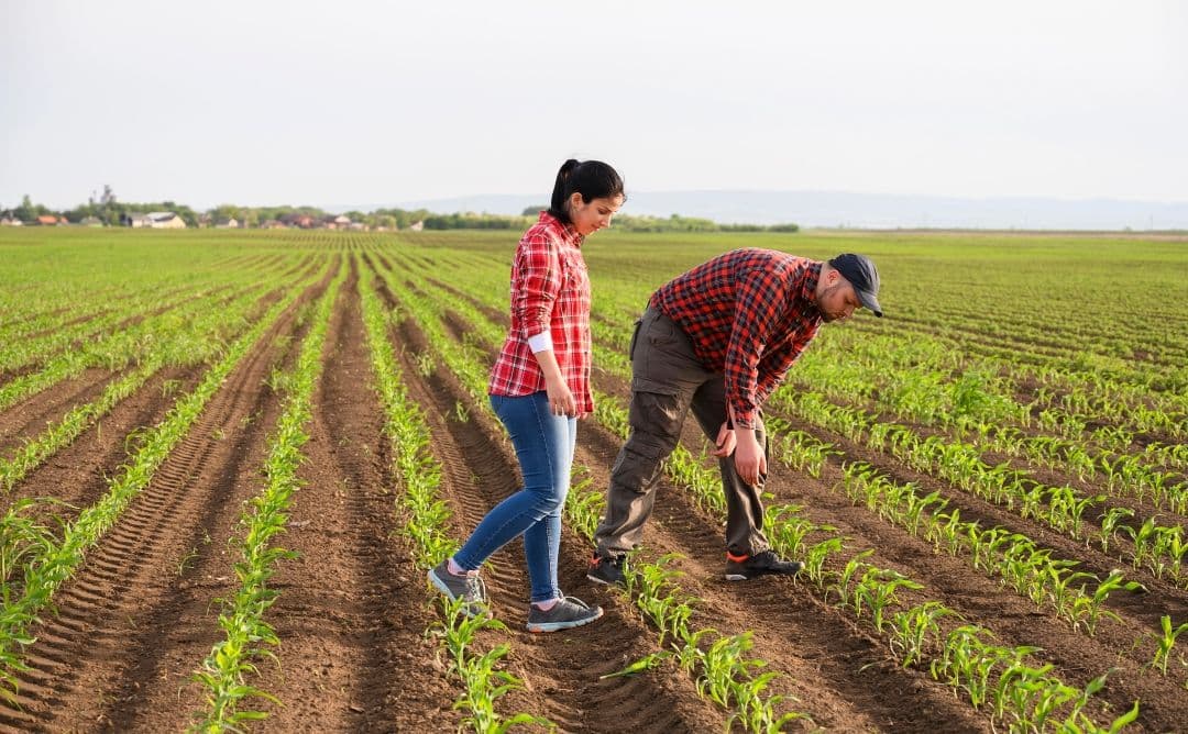 two farmers walking and inspecting a field